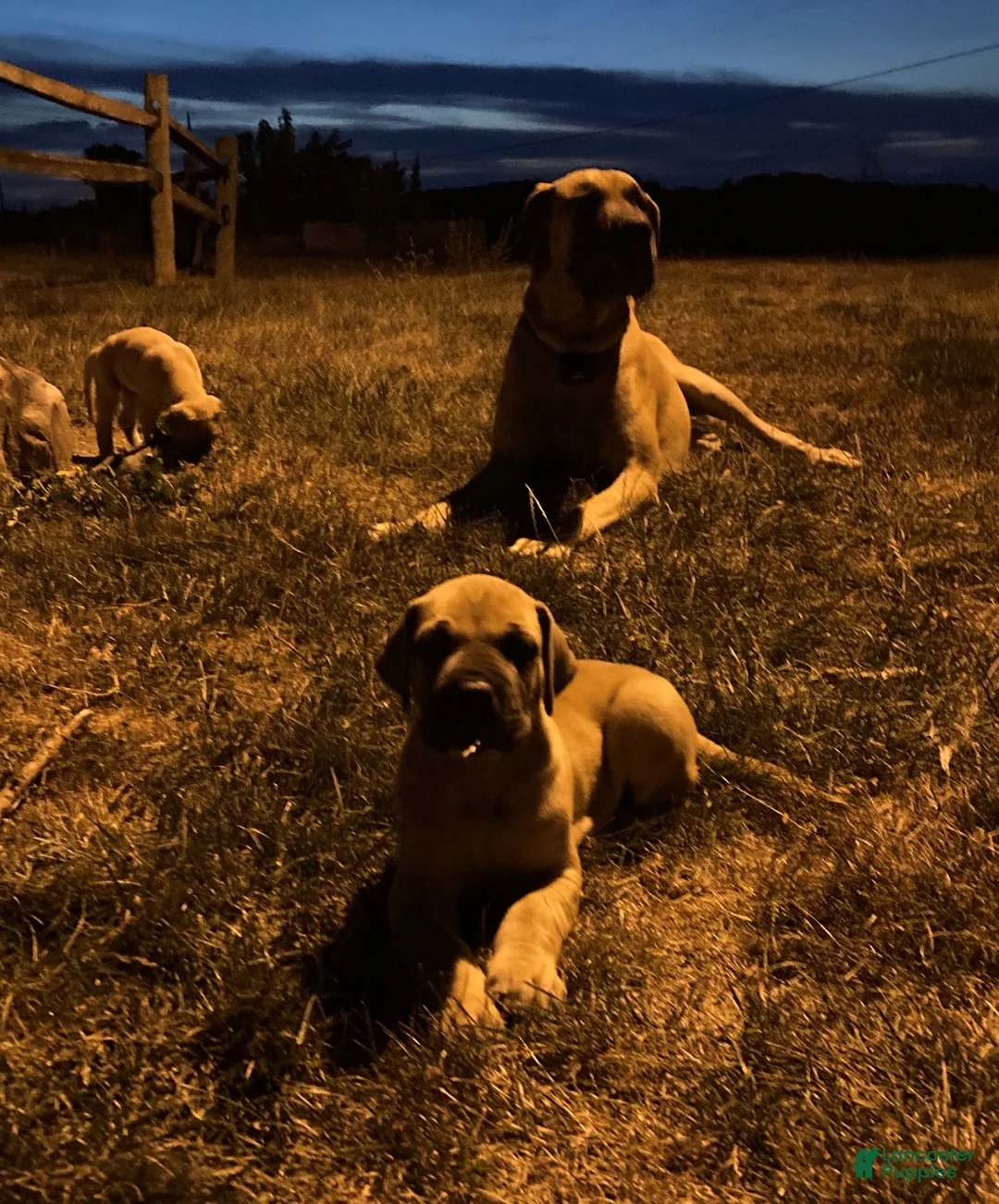 Gallery Image {{count}}