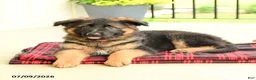 German Shepherd dogs for sale: Rochelle - Ad 5