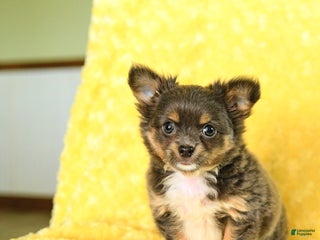 Chihuahua dogs - Ad 34