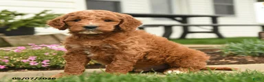 Rusty