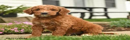 Goldendoodle dogs for sale: Rusty - Ad 1