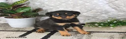 Rottweiler dogs for sale: Athena - Ad 4