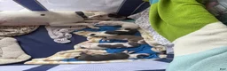 American Pit Bull Terrier dogs for sale: American Pit Bull Terrier 3 - Ad 2