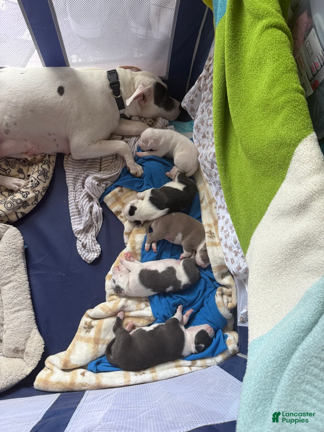 American Pit Bull Terrier dogs for sale: American Pit Bull Terrier 3 - Ad 2