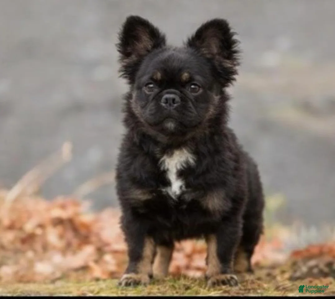 French Bulldog dogs for sale: French Bulldog Puppy 4 - Ad 2