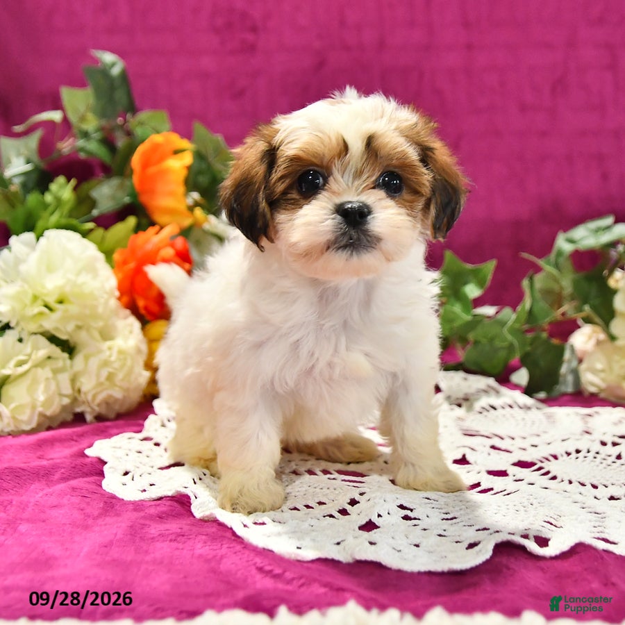 Shihpoo dogs Jana - Ad 2