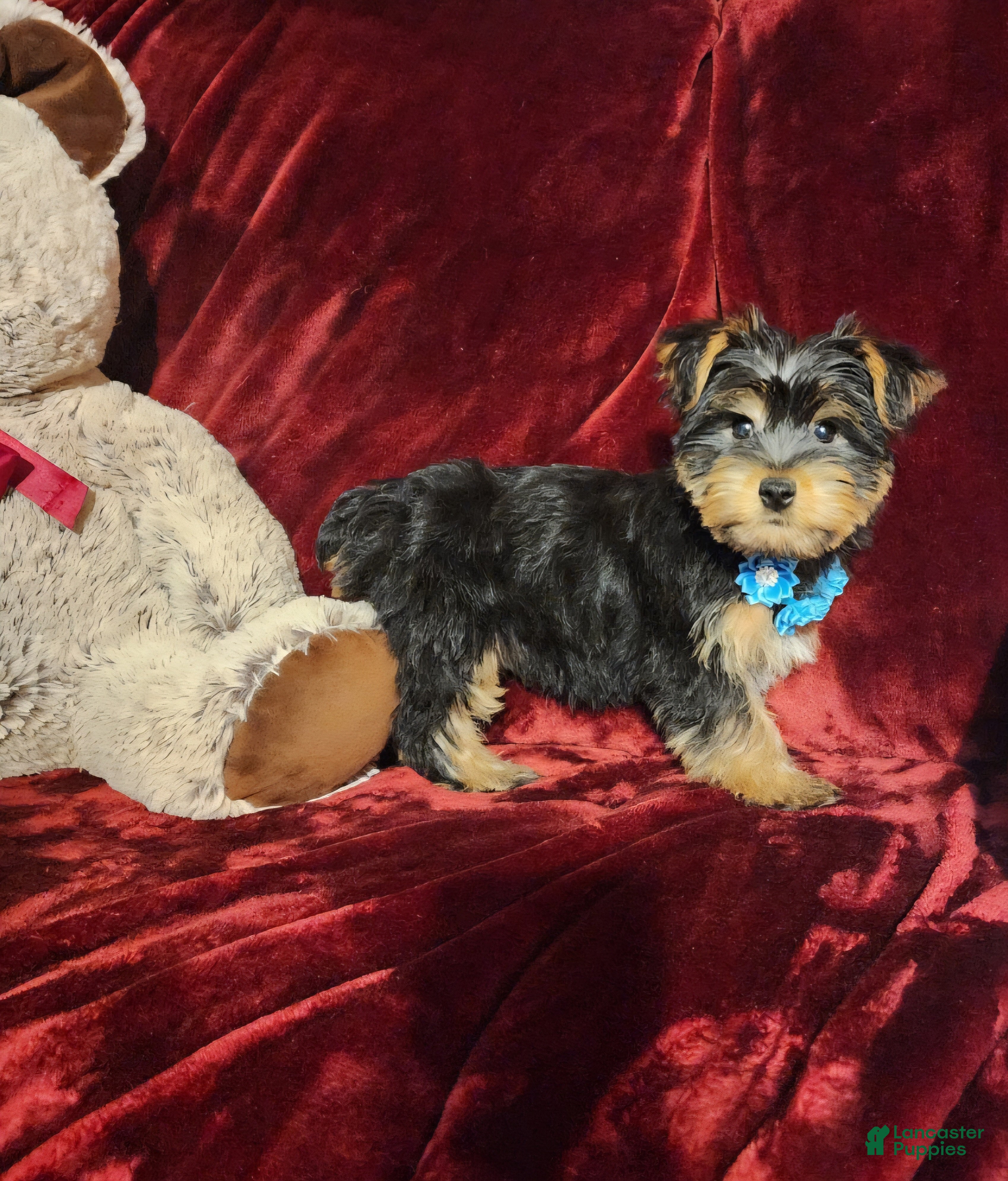 Yorkshire Terrier dogs LEGEND - Ad 19
