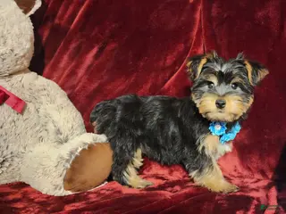 Yorkshire Terrier dogs LEGEND - Ad 19