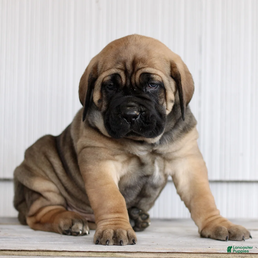 Cane Corso dogs for sale: Nico  - Ad 4