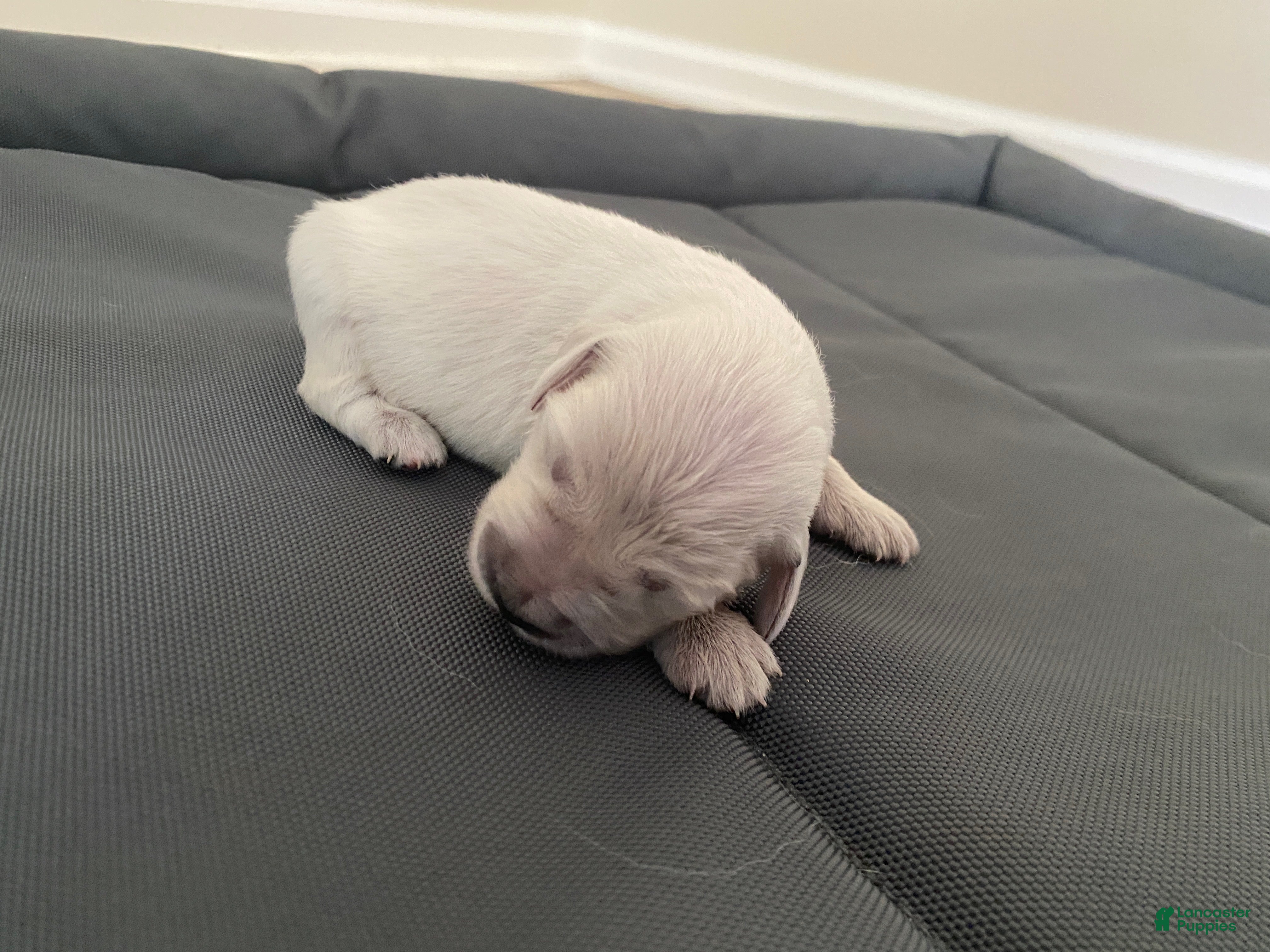 Golden Retriever dogs AKC Cream Golden Retriever Female First Pick - Ad 20