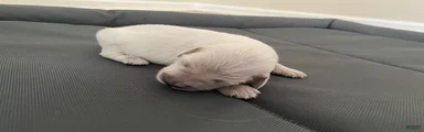 AKC Cream Golden Retriever Female First Pick