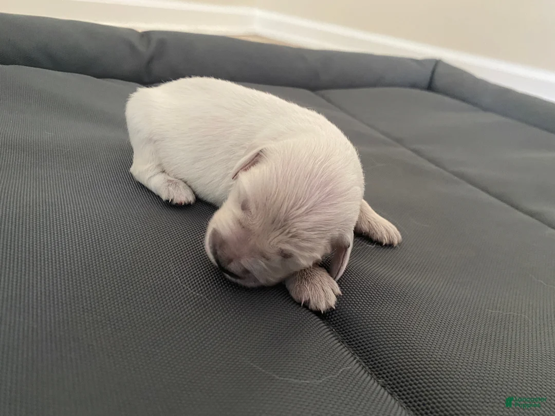 Golden Retriever dogs for sale: AKC Cream Golden Retriever Female First Pick - Ad 1