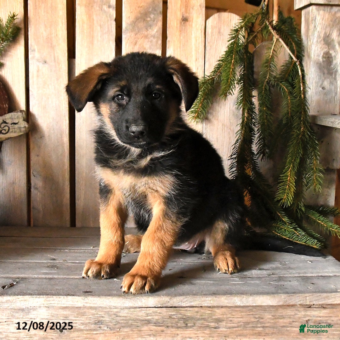 German Shepherd dogs for sale: Sidney - Ad 5
