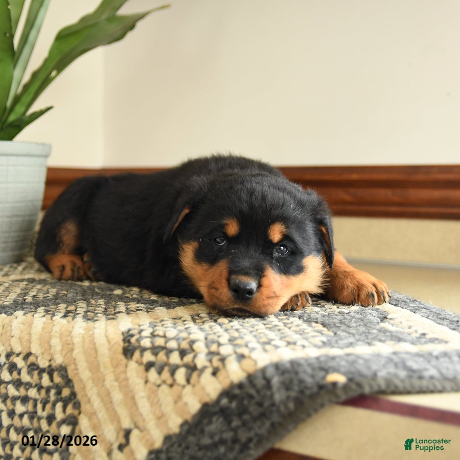 Rottweiler dogs Drousy - Ad 13