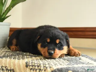 Rottweiler dogs Drousy - Ad 13