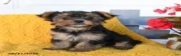 Yorkshire Terrier dogs for sale: Lylah - Ad 3