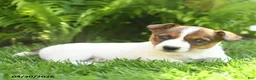 Mixed Breed dogs for sale: Dazzle  - Ad 3
