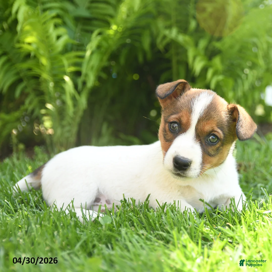 Mixed Breed dogs for sale: Dazzle  - Ad 3