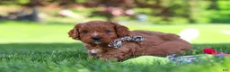 Cavapoo dogs for sale: Ashton - Ad 5