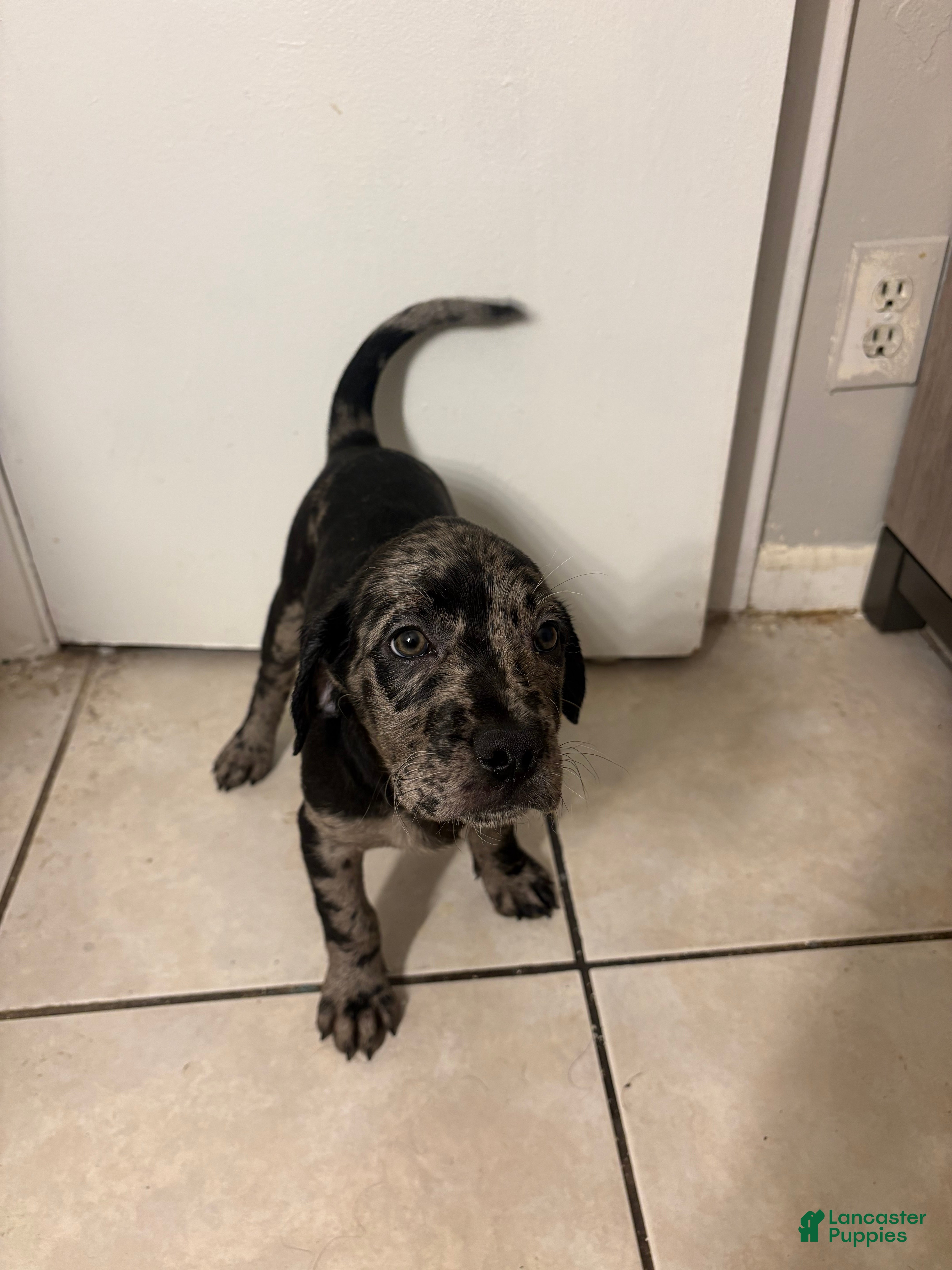 Goldendoodle dogs Tiny - Ad 14