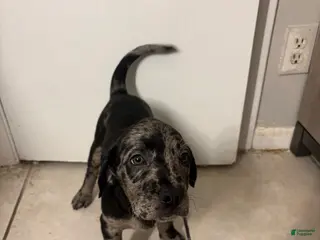 Goldendoodle dogs Tiny - Ad 14