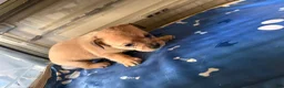 French Bulldog dogs for sale: FluffyFrench Bulldog 4 - Ad 1