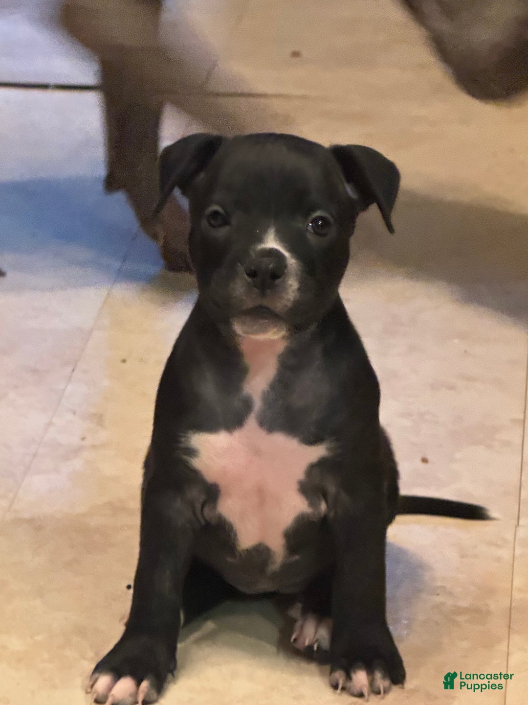 Mixed Breed dogs for sale: Mixed Breed Puppy 2 - Ad 8