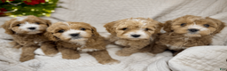 Cavapoo dogs for sale: Cavapoo Puppy 4 - Ad 3