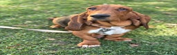 Basset Hound dogs for sale: Holly - Ad 7
