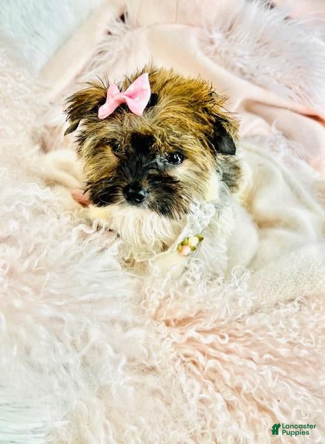 Biewer Terrier dogs Biewer Terrier Puppy 1 - Ad 2