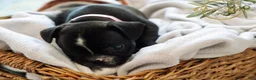 French Bulldog dogs for sale: Peppa - Ad 2