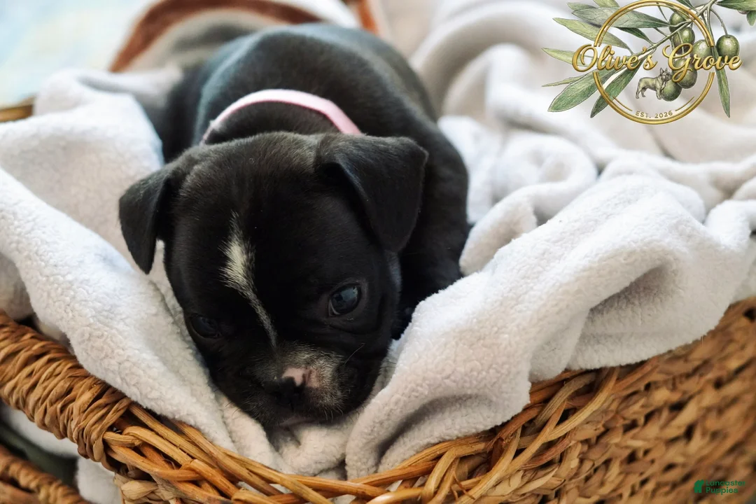 French Bulldog dogs for sale: Peppa - Ad 2