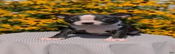 Boston Terrier dogs for sale: Twila  - Ad 3