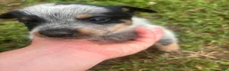 Australian Cattle Dog dogs for sale: Larry - Ad 3