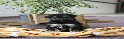 Toy Poodle dogs for sale: Viola  - Ad 4