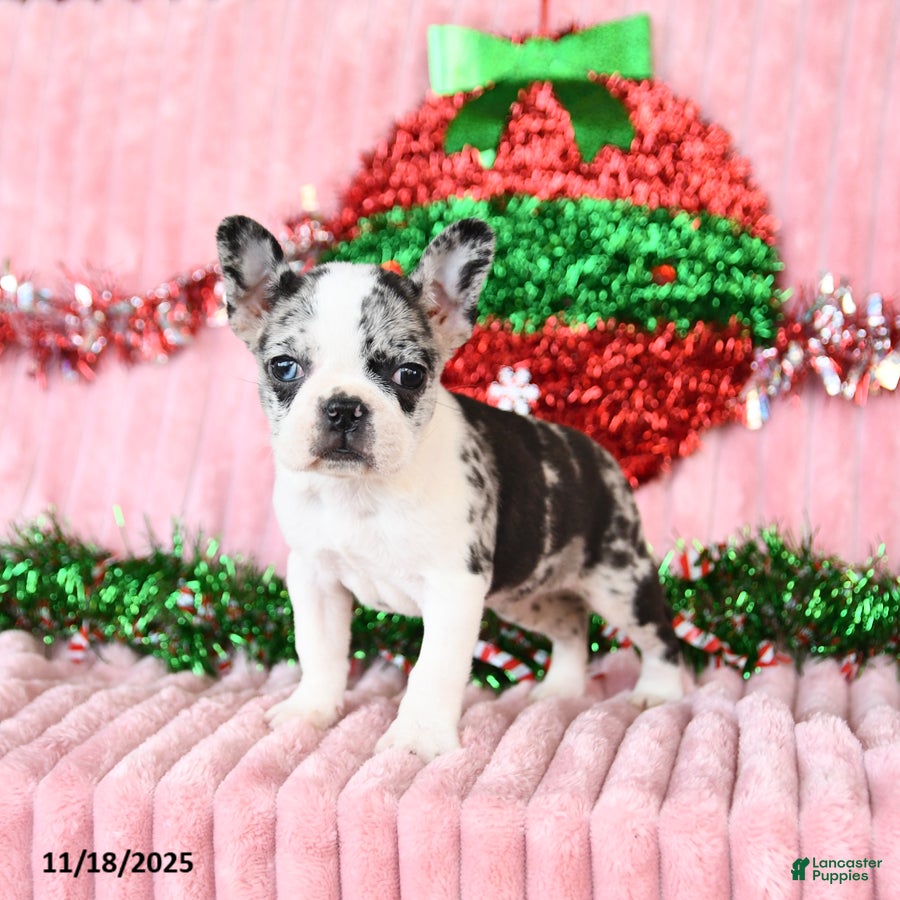 Frenchton dogs Bingo - Ad 24