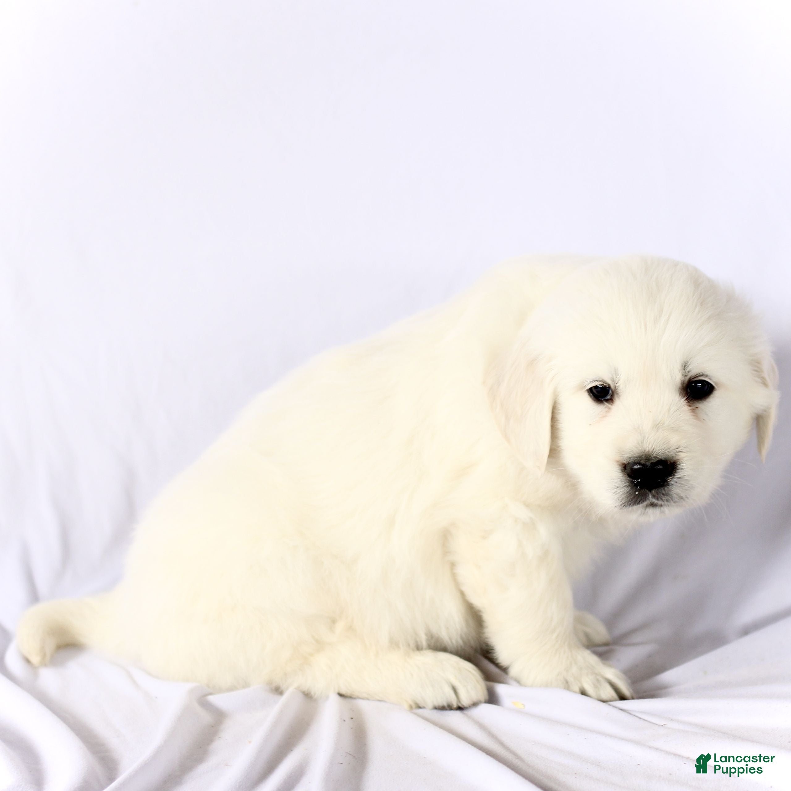 Golden Retriever dogs Shane  - Ad 2