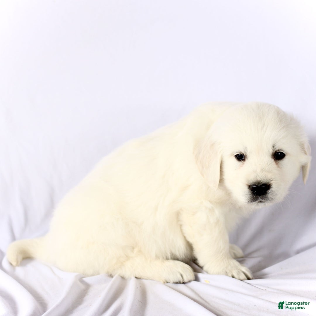 Golden Retriever dogs for sale: Shane  - Ad 2