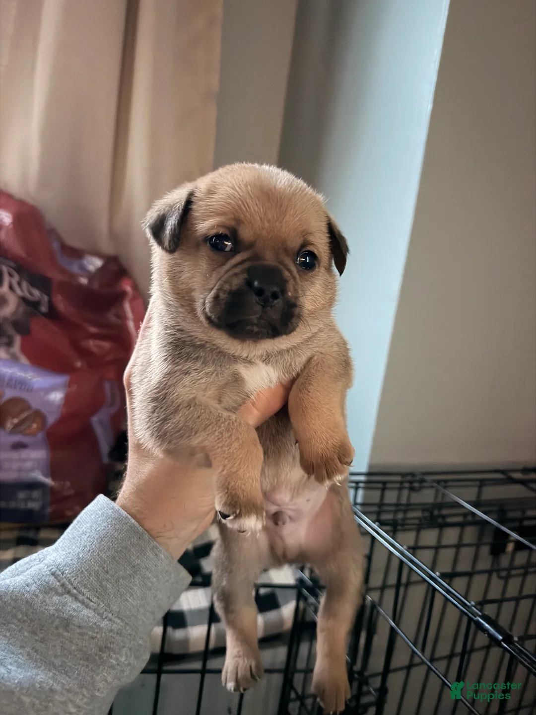 Mixed Breed dogs for sale: Chug 1 - Ad 1