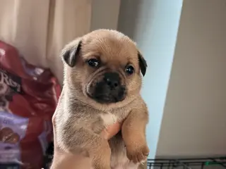 Mixed Breed dogs Chug 1 - Ad 31