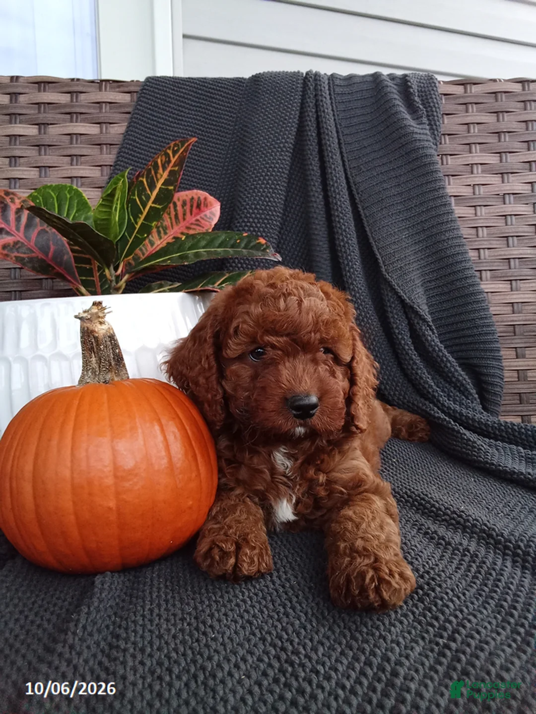 Mixed Breed dogs for sale: Elijah - Ad 2