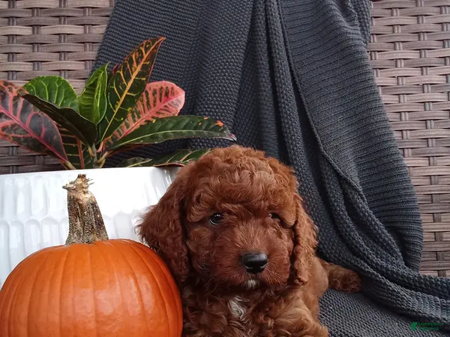Mixed Breed dogs for sale: Elijah - Ad 2