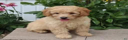 Mini Goldendoodle dogs for sale: Fluffy - Ad 3