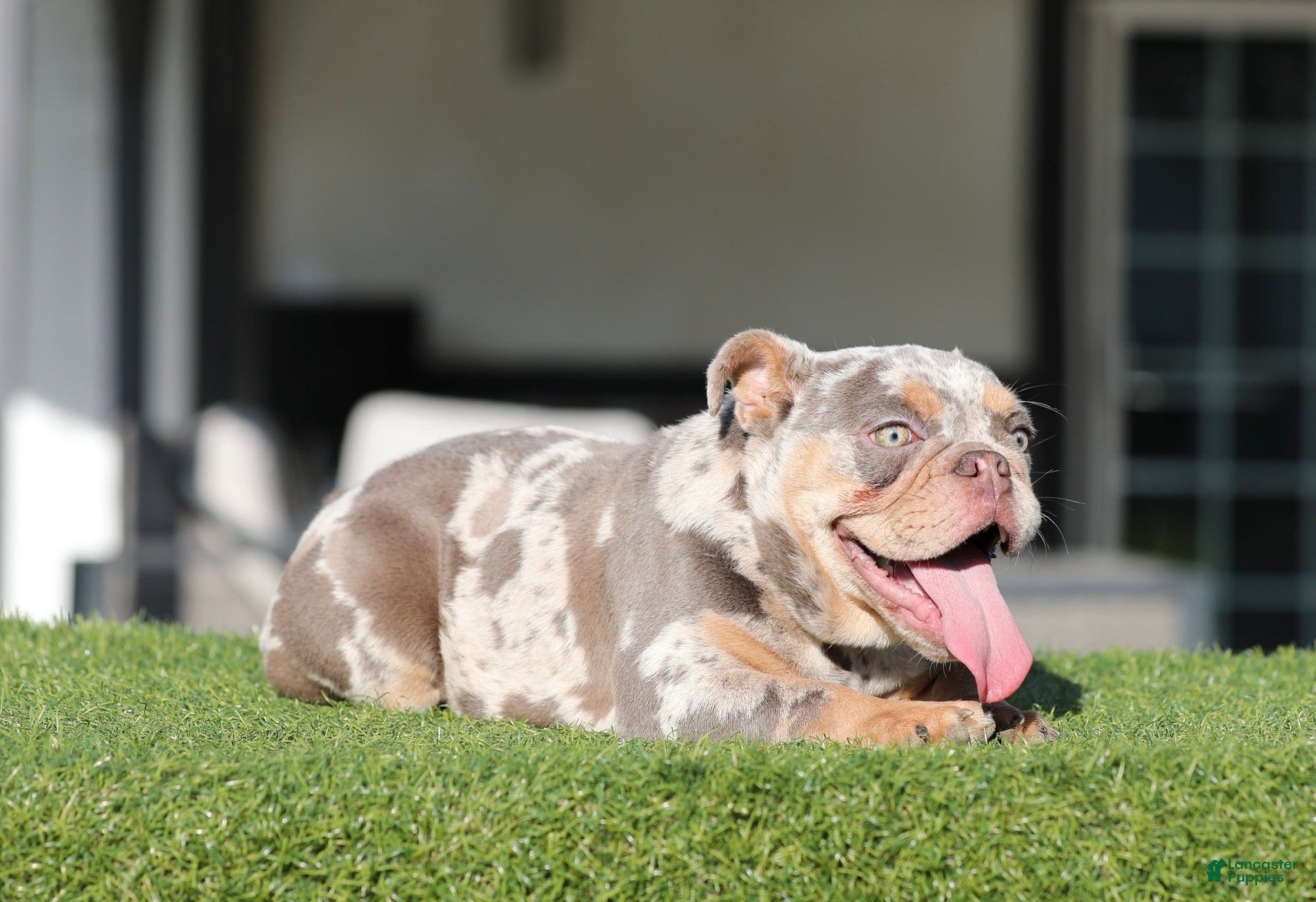 English Bulldog dogs English Bulldog Puppy 2 - Ad 6