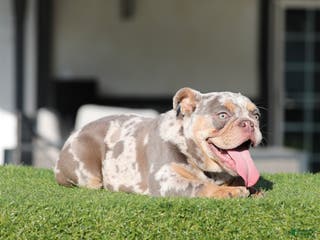 English Bulldog dogs English Bulldog Puppy 2 - Ad 6