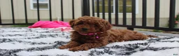 Miniature Poodle dogs for sale: Sally - Ad 9