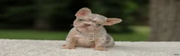 French Bulldog dogs for sale: Digger - Ad 4