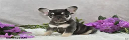 French Bulldog dogs for sale: Harley - Ad 4