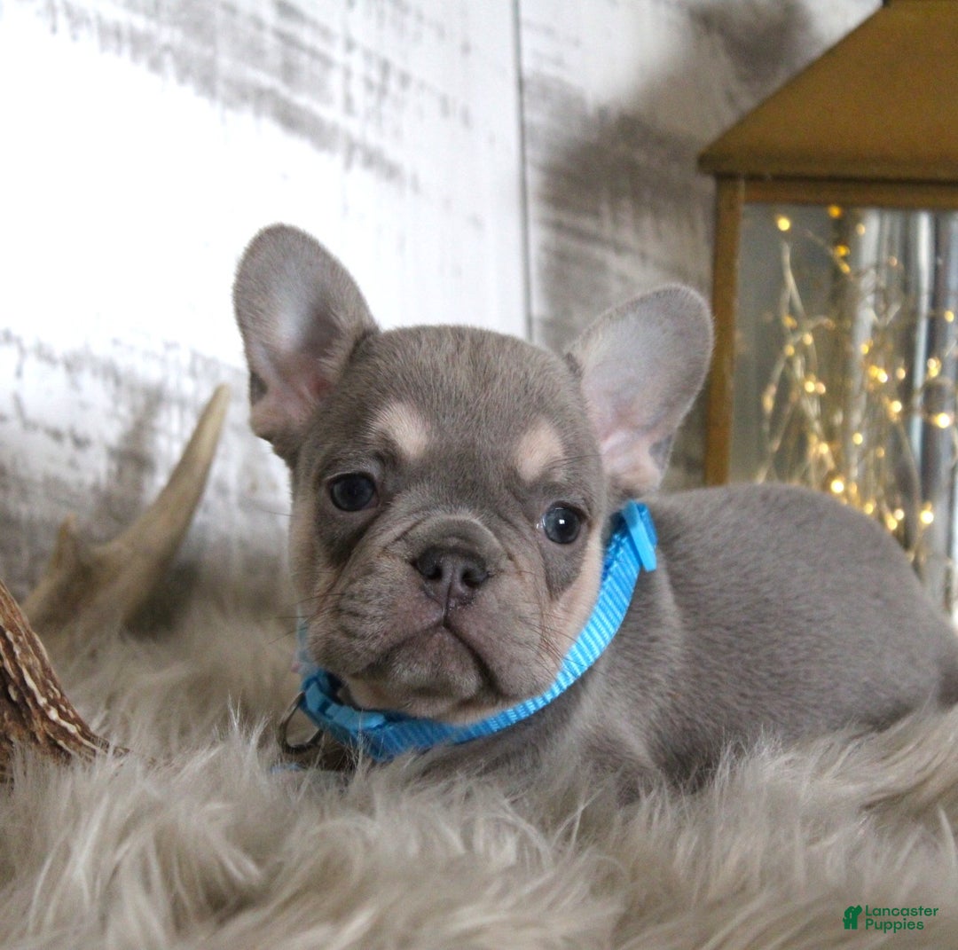 French Bulldog dogs for sale: Stitch - Ad 3