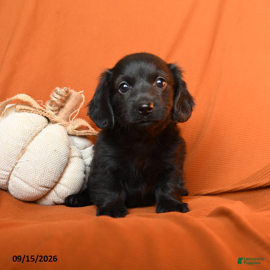 Dachshund dogs Arria - Ad 1